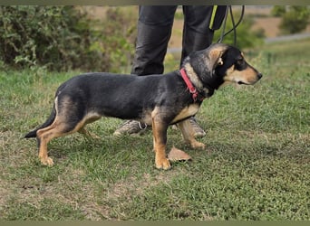 Kleine, fröhliche Dackel Mix Dame, 10Mon., kastriert
