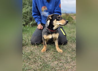 Kleine, fröhliche Dackel Mix Dame, 10Mon., kastriert