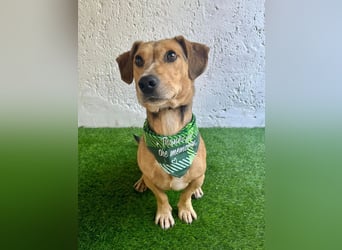 Basti - Handlicher kleiner Dackel-Beagle ähnl. Sonnenschein, 2,5J., kastr.