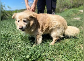 Goldie-Dackel ähnl. Hundeopi sucht sein Glück, 10+ Jahre, ca. 40 cm, kastriert