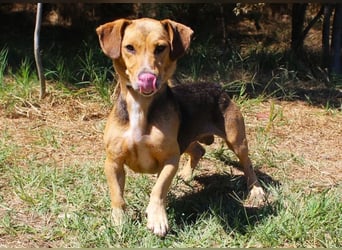 Basti - Handlicher kleiner Dackel-Beagle ähnl. Sonnenschein, 2,5J., kastr.