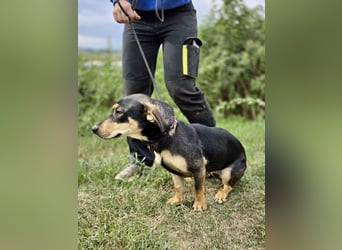 Kleine, fröhliche Dackel Mix Dame, 10Mon., kastriert