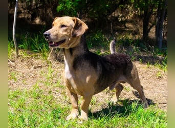 Basti - Handlicher kleiner Dackel-Beagle ähnl. Sonnenschein, 2,5J., kastr.