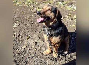 Buksi sucht ein Zuhause