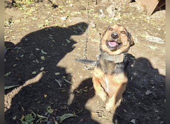 Buksi sucht ein Zuhause