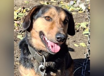 Buksi sucht ein Zuhause