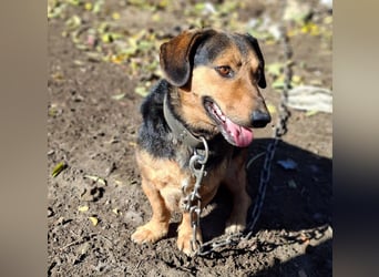 Buksi sucht ein Zuhause