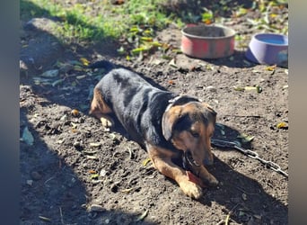 Buksi sucht ein Zuhause