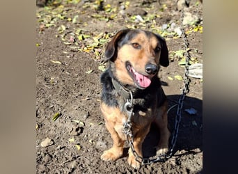 Buksi sucht ein Zuhause