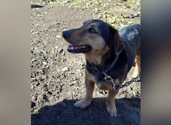 Buksi sucht ein Zuhause