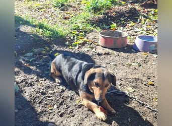 Buksi sucht ein Zuhause