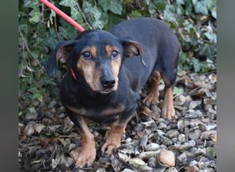 Bori zarte Hundeseele