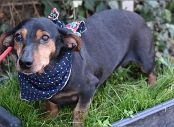 Bori zarte Hundeseele