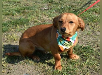 Calla die Anhängliche