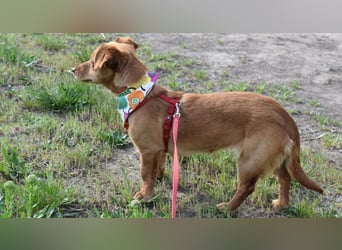 Calla die Anhängliche