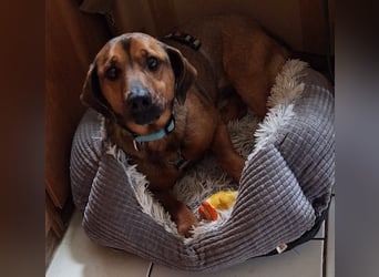 Alejandro (auf Pflegestelle in Norddeutschland)