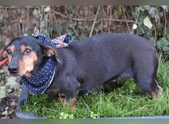 Bori zarte Hundeseele