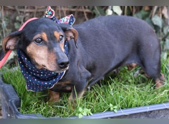 Bori zarte Hundeseele