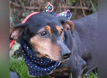 Bori zarte Hundeseele