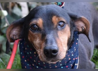 Bori zarte Hundeseele