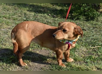 Calla die Anhängliche