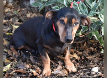 Bori zarte Hundeseele