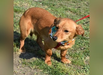 Calla die Anhängliche