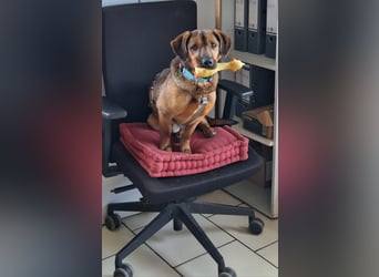 Alejandro (auf Pflegestelle in Norddeutschland)