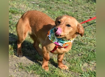 Calla die Anhängliche