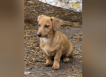 Dackel-Mix Mädchen Olla sucht ein Zuhause