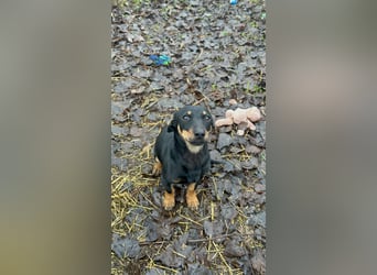 Dackel-Mix sucht sein Glück