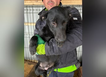 Dackel-Mix Maus sucht ihr Glück