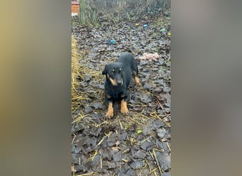 Dackel-Mix sucht sein Glück