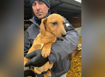 Dackel-Mix Mädchen Olla sucht ein Zuhause