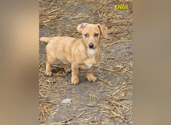 Dackel-Mix Mädchen Olla sucht ein Zuhause