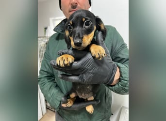 3 Dackelmix Mädchen suchen ihr Glück