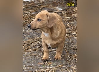 Dackel-Mix Mädchen Olla sucht ein Zuhause