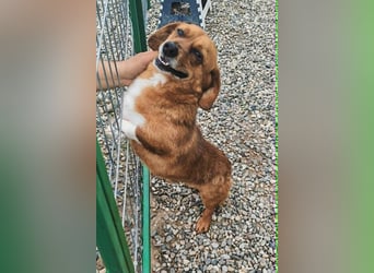 Dackel-Mix Gizmo sucht sein Glück