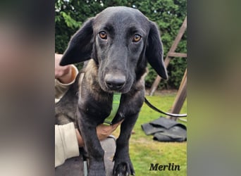 Merlin freut sich auf Deinen Besuch