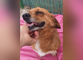 Dackel-Mix Gizmo sucht sein Glück