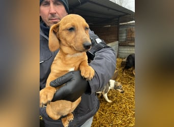 Dackel-Mix Mädchen Olla sucht ein Zuhause