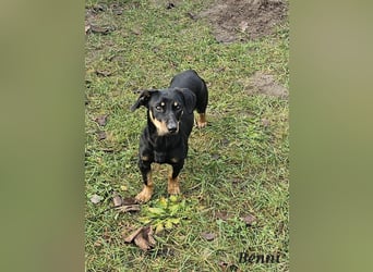 Dackel-Mix Benni freut sich auf Deinen Besuch