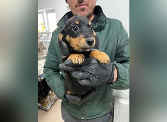 3 Dackelmix Mädchen suchen ihr Glück