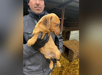 Dackel-Mix Mädchen Olla sucht ein Zuhause