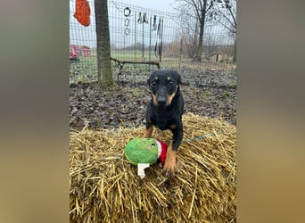 Dackel-Mix sucht sein Glück