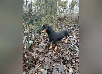 Dackel-Mix sucht sein Glück