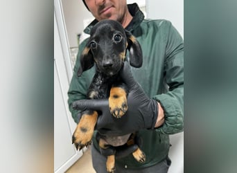 3 Dackelmix Mädchen suchen ihr Glück