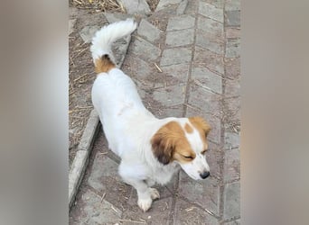 MAI - Baby unserer Straßenhündin April