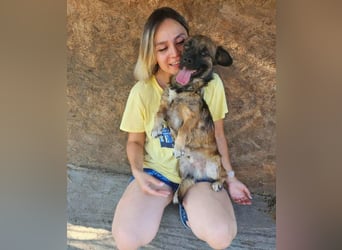 SHOGUN gerettet aus Horror Tötung Slatina, Ostern'22