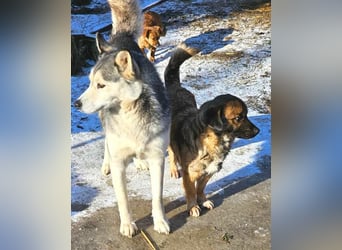 SHOGUN gerettet aus Horror Tötung Slatina, Ostern'22